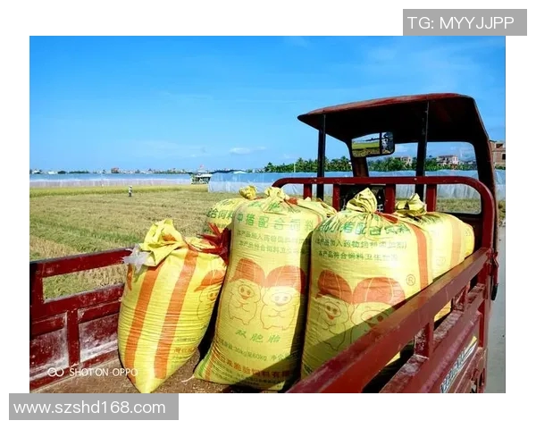 焦泊乔的传奇人生与时代变迁的交织探索